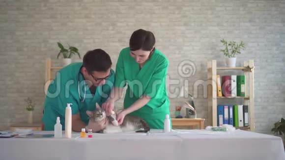 雄性和雌性兽医用绷带包扎猫的爪子伤害动物视频的预览图