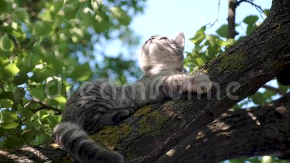 苏格兰幼猫的重要地位在于树枝上视频的预览图