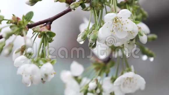 雨中开花樱花树的花枝视频的预览图