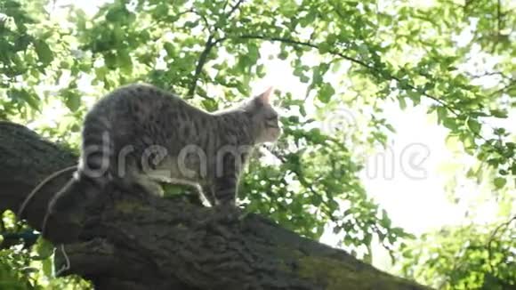 坐在树上的苏格兰小猫视频的预览图