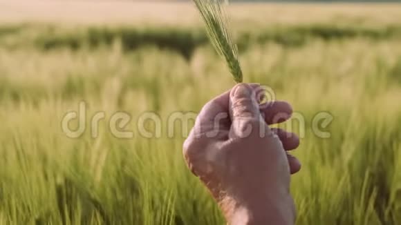 有人手里拿着麦片农业农耕理念特写镜头视频的预览图