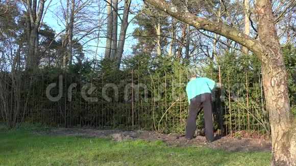 园丁人在玫瑰芽附近挖掘花坛土壤4K视频的预览图