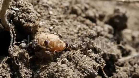 新一代女王的工人和幼虫的蚁巢视频的预览图