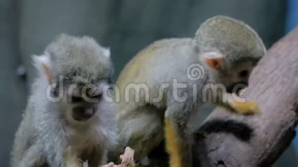 松鼠猴吃南瓜子视频的预览图