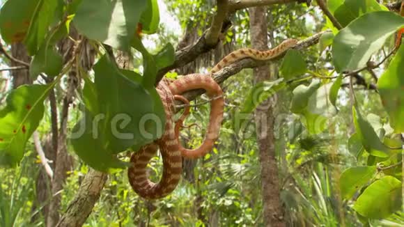 一条棕色的蛇缠在树枝上视频的预览图