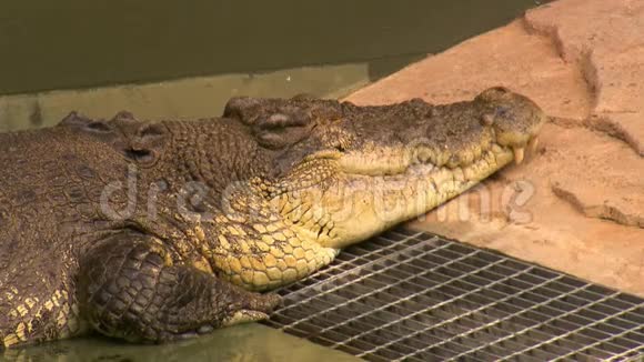 咸水鳄鱼睡在动物园里视频的预览图