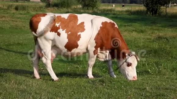 拴在链子上的红白牛吃草用尾巴赶走苍蝇视频的预览图