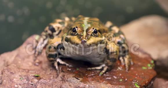 青蛙坐在岩石上视频的预览图