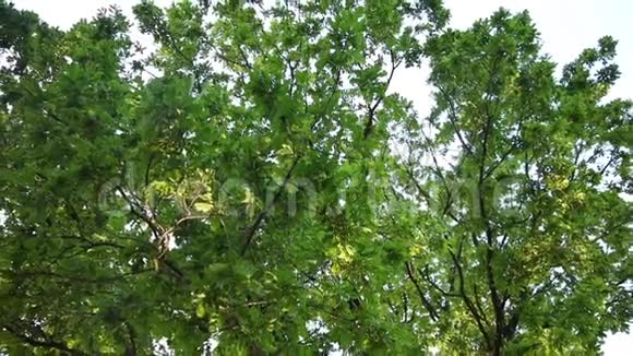 从树冠到树干记录的大树视频的预览图