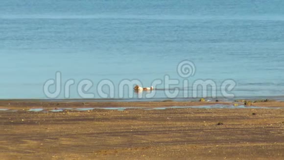 在海边追踪一只棕色和白色的狗视频的预览图