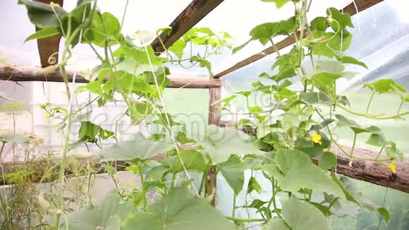 小黄瓜生长在温室的灌木丛中视频的预览图