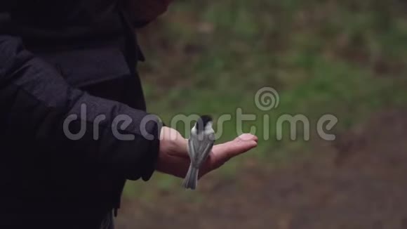 年轻的白种人男性摄影师秋天在森林里用手喂鸟视频的预览图