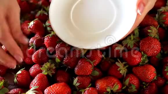 特写女性手采摘多汁的新鲜成熟草莓并将其放在白色茶托上选择性聚焦视频的预览图