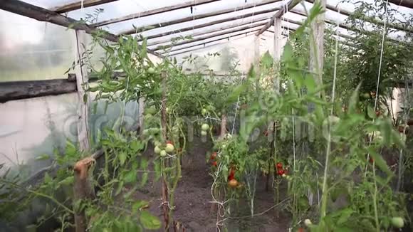 满是番茄灌木的花坛从上到下记录视频的预览图