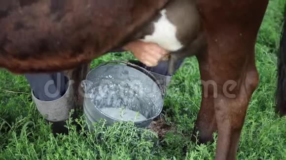 农夫用手挤奶上文视视频的预览图