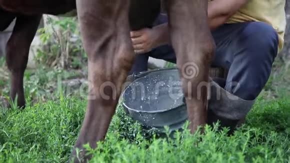 农夫用手挤奶牛奶流入桶里牛的后视镜在院子里挤奶视频的预览图