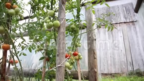 番茄灌木生长在塑料房子下面底部视图视频的预览图