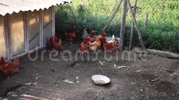 一群家鸡在一个小围场上行走近点视频的预览图