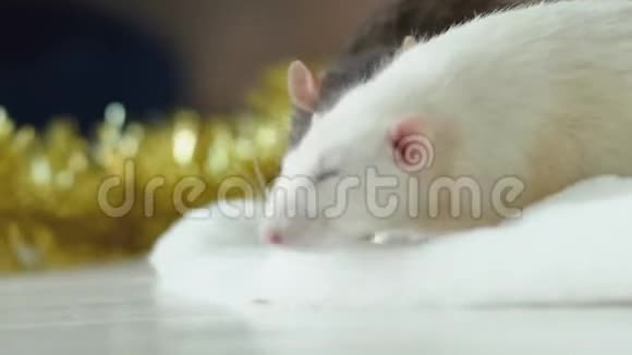 老鼠是2020年新年的象征视频的预览图