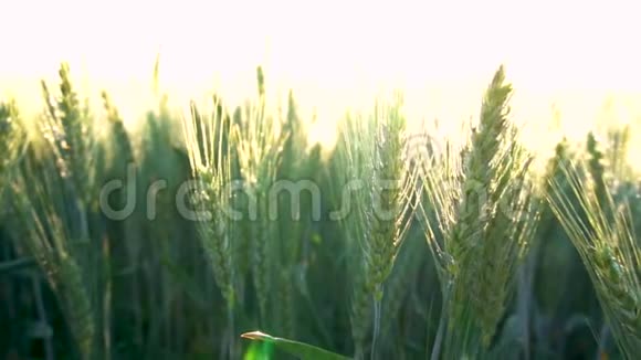 绿色麦田麦田大量的生麦接近阳光下的乡村风光小麦的草甸S区的粮田视频的预览图