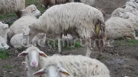 站着的羊已经要产了胎盘也漏了视频的预览图
