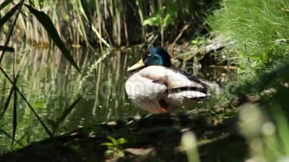鸭子休息视频的预览图