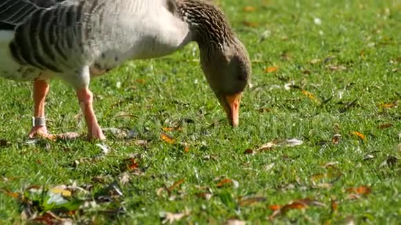 有趣的鹅啄或在草坪上吃草视频的预览图