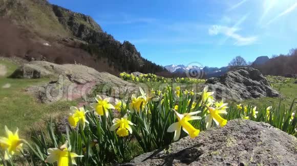 法国比利牛斯山脉前景色中有水仙花视频的预览图