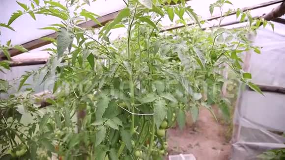未成熟的绿色西红柿长在灌木丛里视频的预览图