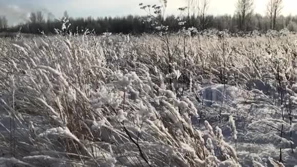 田野里飘落的雪视频的预览图