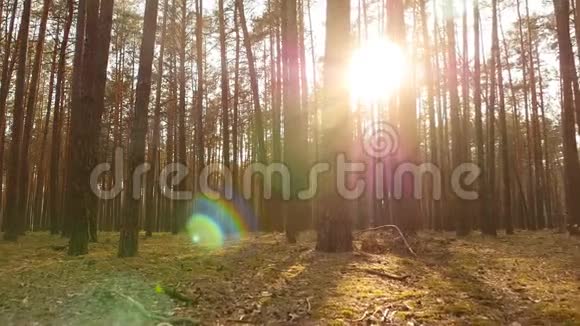 青苔老松林明亮的太阳光线照相机在动慢动作视频的预览图