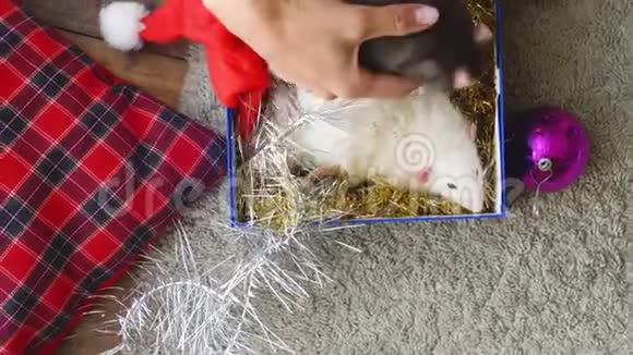 女人把两只老鼠放进圣诞盒子视频的预览图