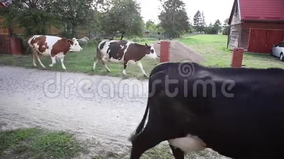 牛群穿过乡间小路视频的预览图