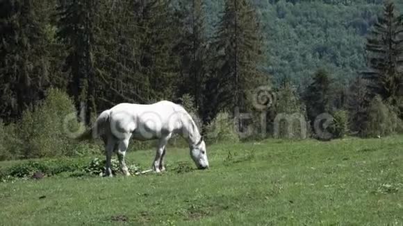 捷克贝斯基迪牧场上的白马视频的预览图