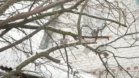 麻雀坐在树枝上冬季视频的预览图