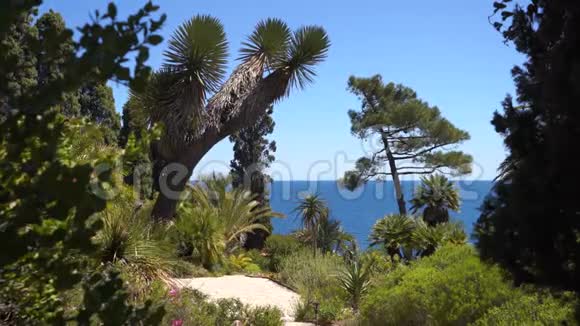 植物园中的地中海和热带植物视频的预览图