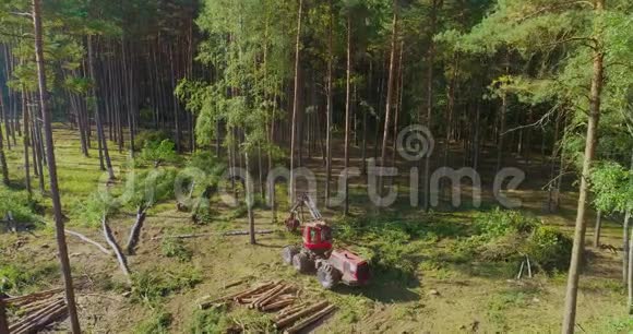 森林收割机砍倒了一棵大松树视频的预览图
