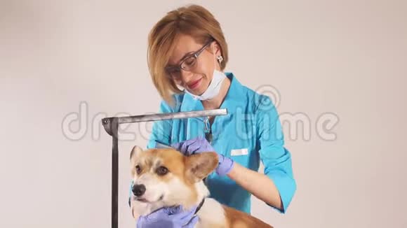 穿制服的女孩梳着狗的头发视频的预览图