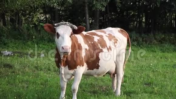 红点的白牛吃绿色牧场上的草看着镜头视频的预览图