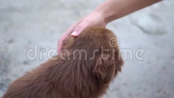 一只小可爱的流浪狗从一个陌生人那里得到了爱一只无家可归的宠物带着善良的感激的眼睛看着镜头使它成为视频的预览图