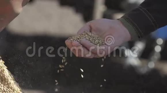 壮汉手拿许多麦粒耕地视频的预览图