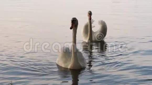日落时分两只美丽的白天鹅在湖上游泳视频的预览图