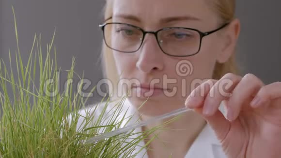 实验室里一个戴眼镜的女人的特写镜头检查干燥黄草的芽触摸玻璃棒视频的预览图