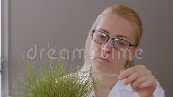 实验室里一个戴眼镜的女人的特写镜头检查干燥黄草的芽触摸玻璃棒视频的预览图