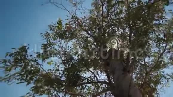 夏天的太阳在一棵树的叶子后面NeosMarmarasHalkidiki希腊视频的预览图