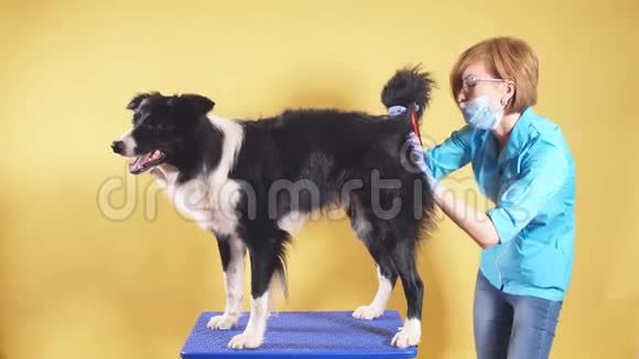 专业兽医医生检查一条狗的尾巴女人正在刷牙宠物视频的预览图