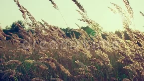 日落时春草的缓慢运动视频的预览图