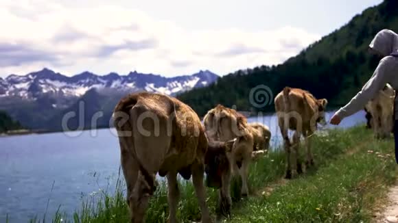 瑞士阿尔卑斯山上的牛视频的预览图