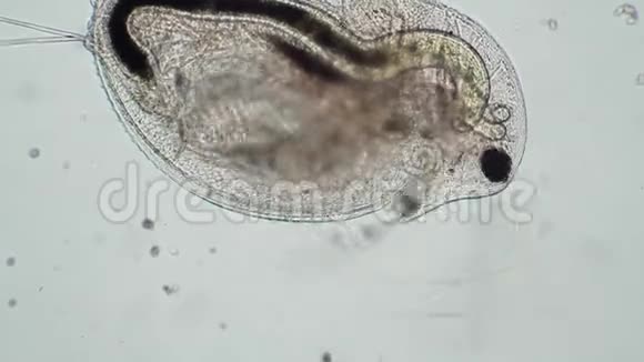水蚤池微生物的降解研究视频的预览图