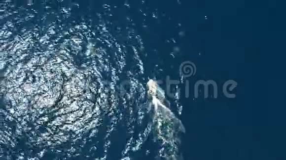 在希腊NeosMarmarasHalkidiki地区的海滩上观看空中水上运动由无人驾驶飞机向上和向前移动视频的预览图